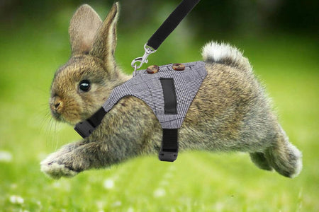 Rabbit Vest Harness and Leash Set Adjustable Formal Suit Style for Bunny Kitten Small Animal Walking (S)
